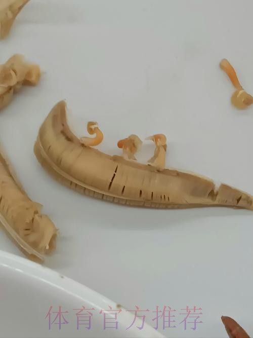 贝尔发文炮轰马卡报:我们都知道谁才是真正的寄生虫