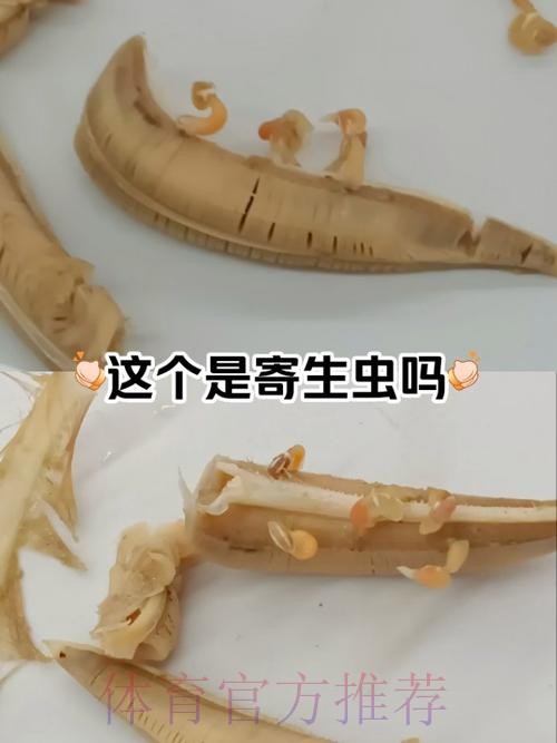 贝尔发文炮轰马卡报:我们都知道谁才是真正的寄生虫